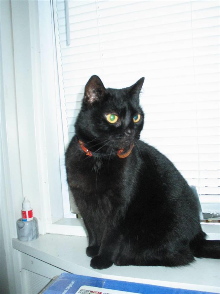 Huskat Mille mis  billede 12