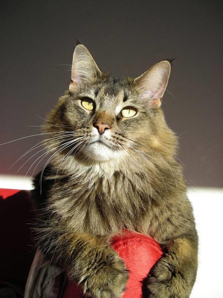 Norsk Skovkat Loke - Fangede ham idag, d.4 nov. i noget fantastisk lys.... billede 19