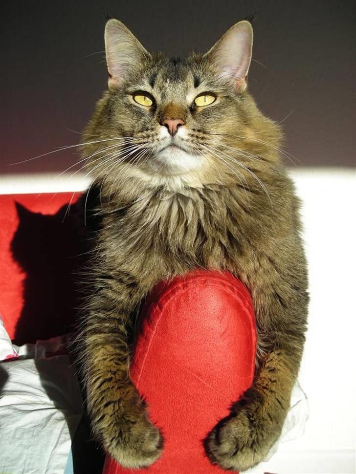 Norsk Skovkat Loke billede 20