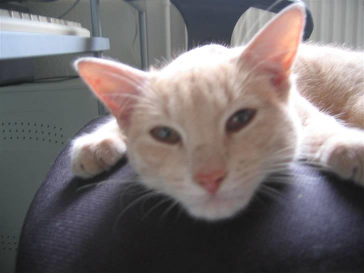 Huskat Tjuping billede 7