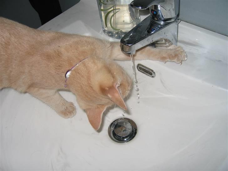 Huskat Tjuping billede 8