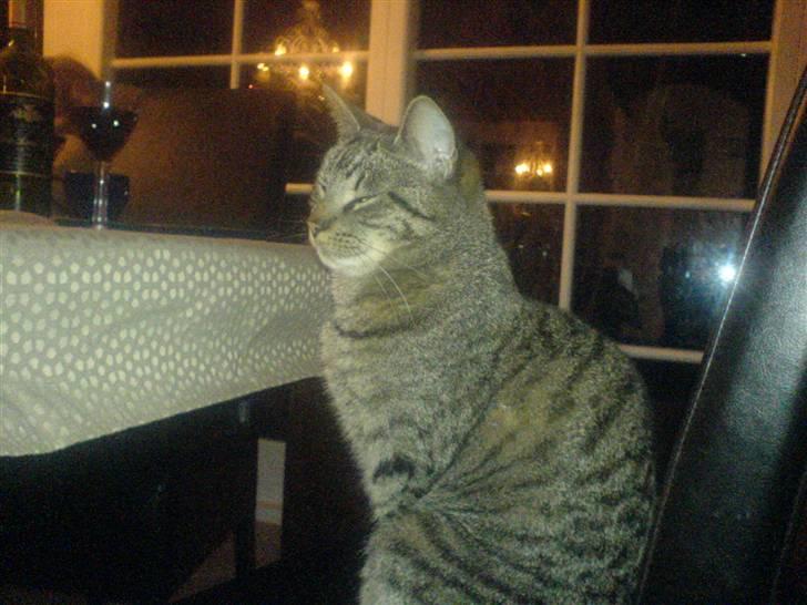 Huskat tom - velkommen til min profil, smid lige en kommentar og en bedømmelse tak =) billede 1