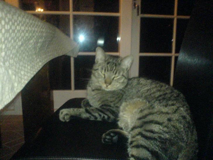 Huskat tom - livet er bare godt, her kan jeg jo ligefrem slappe af =) billede 2