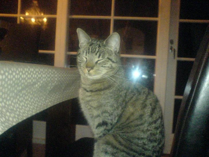 Huskat tom - se lige hvor flot jeg er billede 3