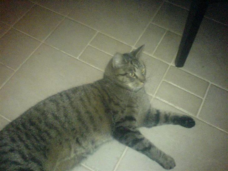 Huskat tom - ih hvor har jeg det skønt billede 4