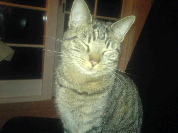 Huskat tom - mig lidt tættere på  billede 5