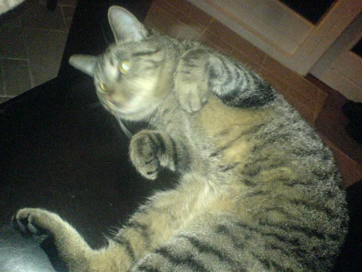 Huskat tom - klø mig lidt på maven, det elsker jeg billede 6