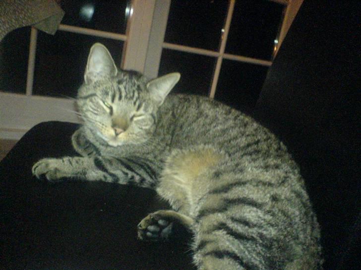 Huskat tom - jeg ligger endnu engang og hygger mig billede 7