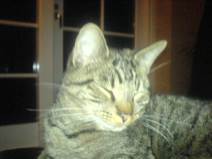 Huskat tom - er jeg ikke bare smuk... billede 8