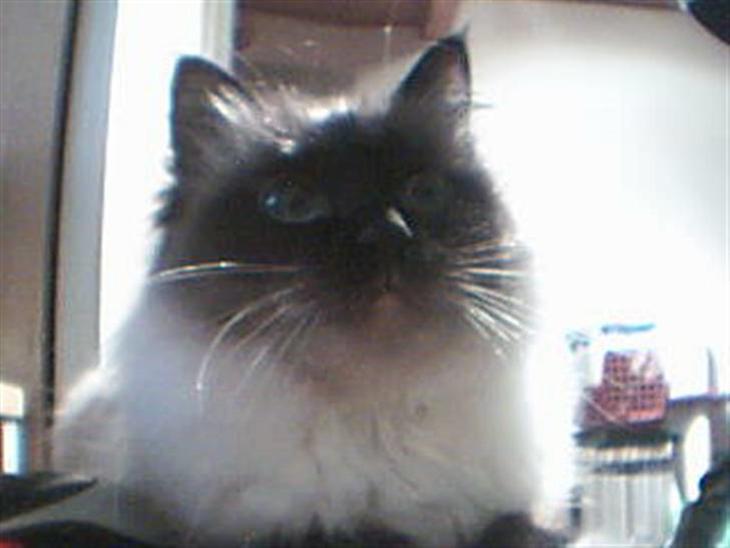 {{currentPhoto.altText}} billede {{currentPhoto.number}}