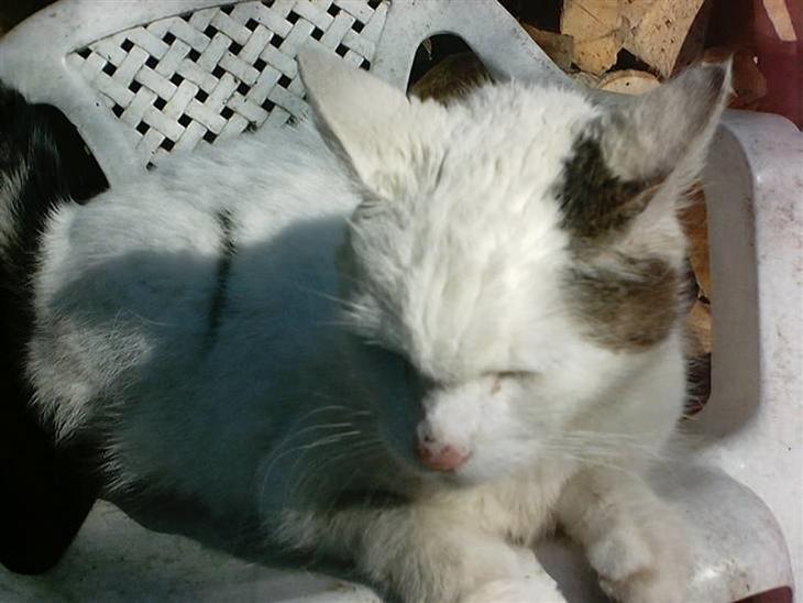 {{currentPhoto.altText}} billede {{currentPhoto.number}}