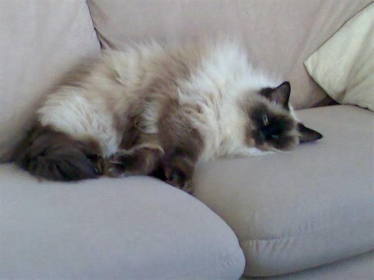Ragdoll Furby - Dette er min sofa... Og jeg elsker at flyde i den billede 1