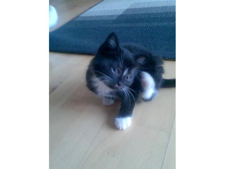 {{currentPhoto.altText}} billede {{currentPhoto.number}}