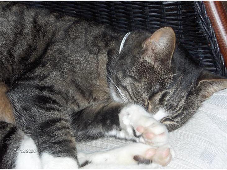 {{currentPhoto.altText}} billede {{currentPhoto.number}}