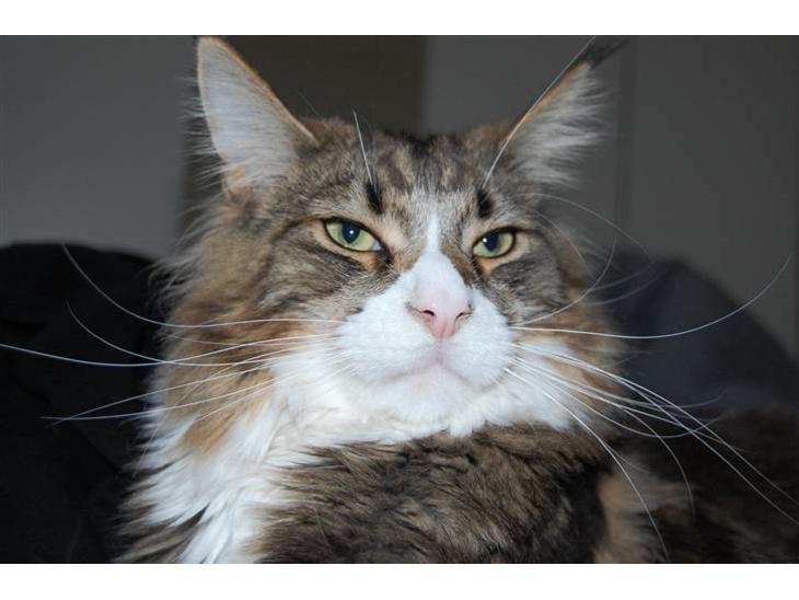 Maine Coon Mocca - Øhh... Heii =) billede 1