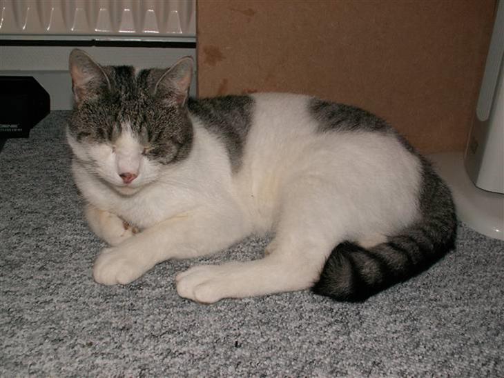 Huskat Tom billede 1