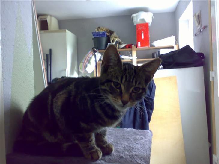 {{currentPhoto.altText}} billede {{currentPhoto.number}}