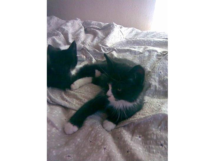 {{currentPhoto.altText}} billede {{currentPhoto.number}}