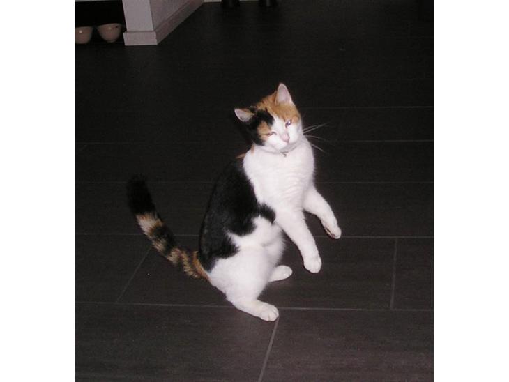 {{currentPhoto.altText}} billede {{currentPhoto.number}}