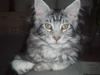 Maine Coon DK Legend Coon`s Cicerro