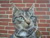 Huskat Lille-mand