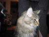 Maine Coon Gabriel