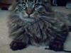 Maine Coon Baloo