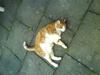 Huskat R.I.P  Orla