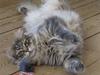 Maine Coon Hr Kaptajn