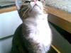 Huskat mis