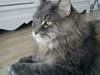 Maine Coon Gaffa