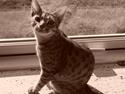 Ocicat Cassiopeia (kaldet Peia)