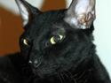 Cornish Rex Ebonny