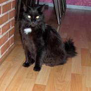 Blanding af racer Pysse