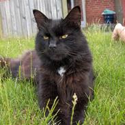 Blanding af racer Pysse