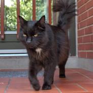 Blanding af racer Pysse