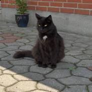 Blanding af racer Pysse