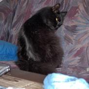 Blanding af racer Pysse