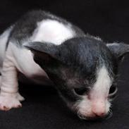 Cornish Rex Gaston