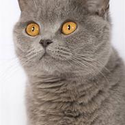 British Shorthair Empire´s Emily Extra Vaga