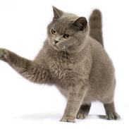 British Shorthair Empire´s Emily Extra Vaga