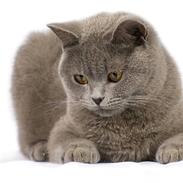 British Shorthair Empire´s Emily Extra Vaga
