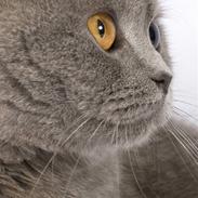 British Shorthair Empire´s Emily Extra Vaga