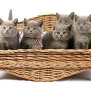 British Shorthair Empire´s Emily Extra Vaga