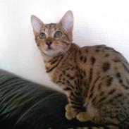 Bengal Misja