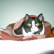 Huskat Sheba