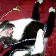 Huskat Sheba