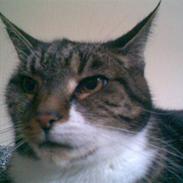 Blanding af racer Mimi