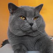 British Shorthair cæsar