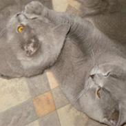 British Shorthair cæsar